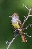 Great Crested Flycatcher