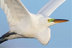 Great Egret