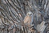 Great Horned Owl