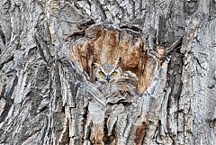 Great Horned Owl