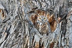 Great Horned Owl