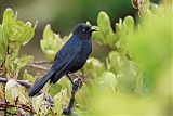 Greater Antillean Grackleborder=