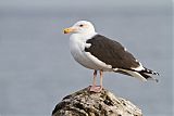 Great Black-backed Gull