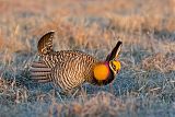 Greater Prairie-Chicken