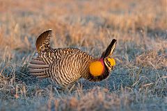 Greater Prairie-Chicken