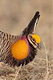 Greater Prairie-Chicken