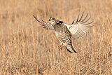 Greater Prairie-Chickenborder=