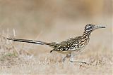 Greater Roadrunner