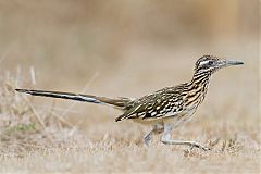 Greater Roadrunner