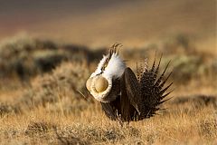 Greater Sage-Grouse