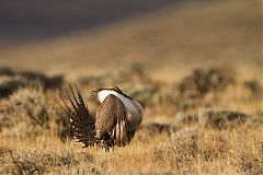 Greater Sage-Grouse