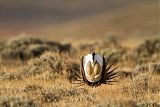 Greater Sage-Grouse