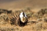 Greater Sage-Grouse