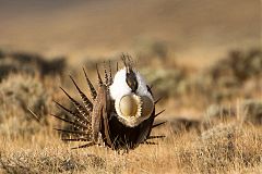 Greater Sage-Grouse