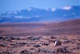 Greater Sage-Grouse