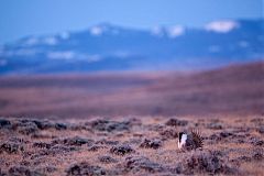 Greater Sage-Grouse