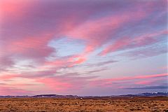 Greater Sage-Grouse