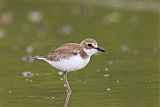 Greater Sand-Plover