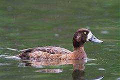 Greater Scaup