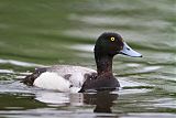 Greater Scaup