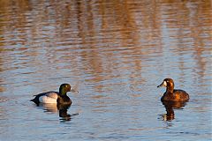 Greater Scaup