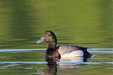 Greater Scaup