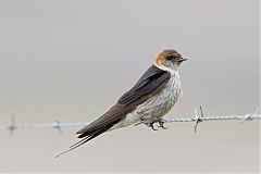 Greater Striped Swallow