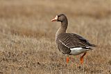 Greater White-fronted Goose