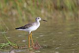 Greater Yellowlegs