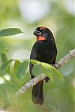 Greater Antillean Bullfinch