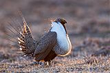 Greater Sage-Grouse