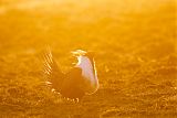 Greater Sage-Grouse