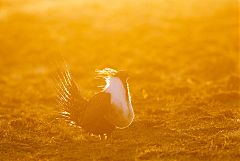 Greater Sage-Grouse