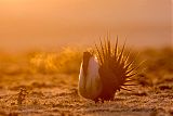 Greater Sage-Grouse