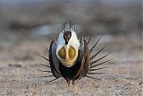 Greater Sage-Grouse