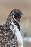 Greater Sage-Grouse