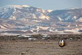 Greater Sage-Grouse