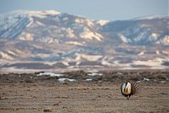 Greater Sage-Grouse