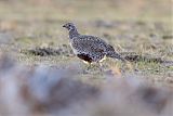 Greater Sage-Grouse