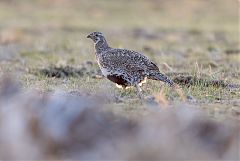 Greater Sage-Grouse