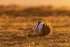 Greater Sage-Grouse