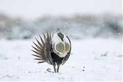 Greater Sage-Grouse