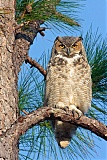 Great Horned Owlborder=