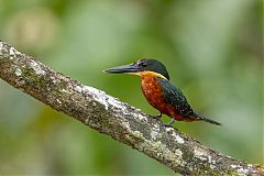 Green-and-rufous Kingfisher