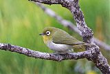 Green-backed White-eye