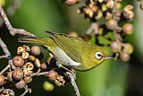 Green-backed White-eye