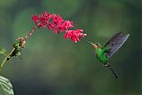 Green-crowned Brilliantborder=