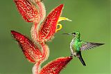 Green-crowned Brilliant