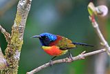 Green-tailed Sunbirdborder=