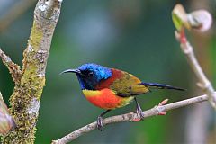 Green-tailed Sunbird